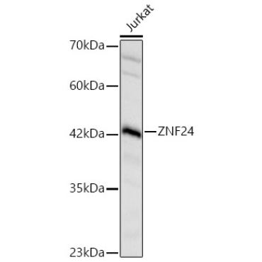 ZNF24 Rabbit PolyMonoclonal Antibody?