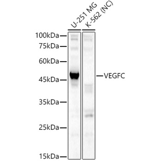 VEGFC Rabbit Polyclonal Antibody