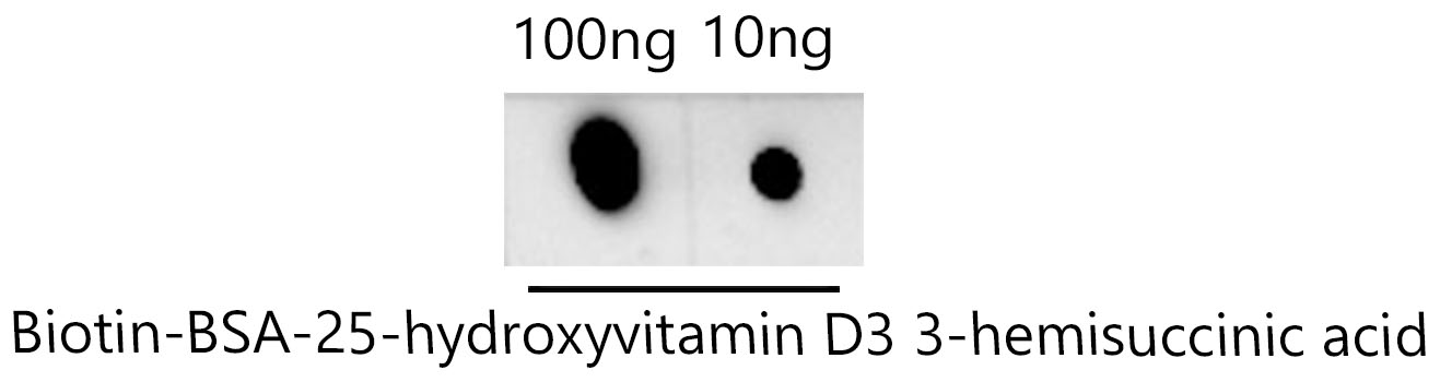 Vitamin D (25-OH-VD) Rabbit Monoclonal Antibody