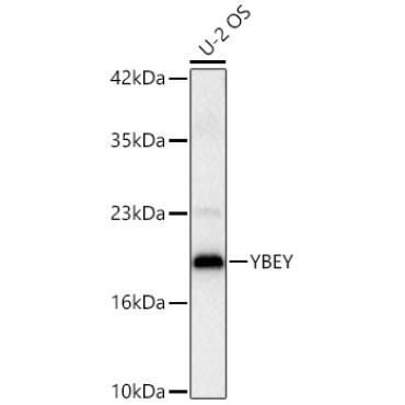 YBEY Rabbit Polyclonal Antibody