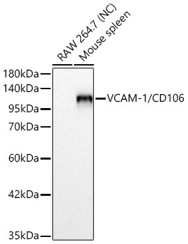 VCAM-1/CD106 Rabbit Monoclonal Antibody