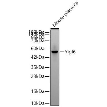 Yipf6 Rabbit Monoclonal Antibody