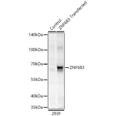 ZNF683 Rabbit Polyclonal Antibody