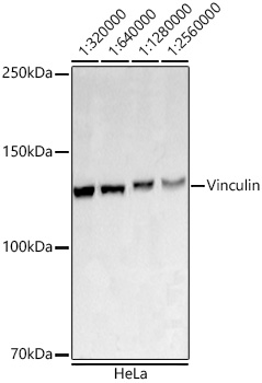 Vinculin Rabbit Monoclonal Antibody