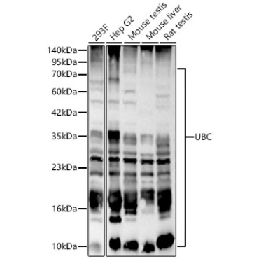 UBC Rabbit Polyclonal Antibody