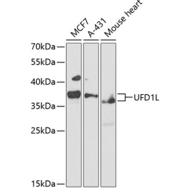 UFD1L Rabbit Polyclonal Antibody