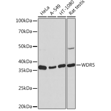 WDR5 Rabbit Monoclonal Antibody