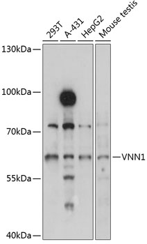 VNN1 Rabbit Polyclonal Antibody