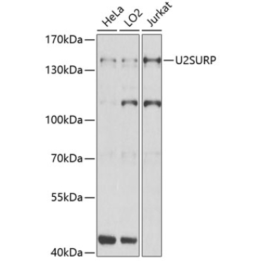 U2SURP Rabbit Polyclonal Antibody