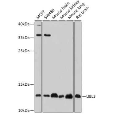 UBL3 Rabbit Polyclonal Antibody