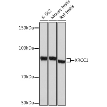 XRCC1 Rabbit Monoclonal Antibody