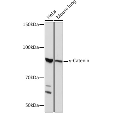 Gamma-Catenin Rabbit Monoclonal Antibody