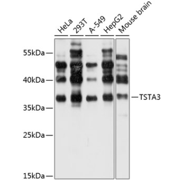 TSTA3 Rabbit Polyclonal Antibody