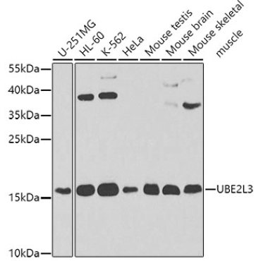 UBE2L3 Rabbit Polyclonal Antibody