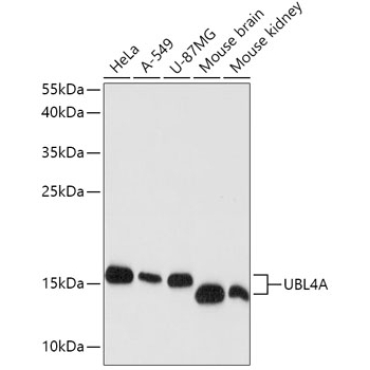 UBL4A Rabbit Polyclonal Antibody
