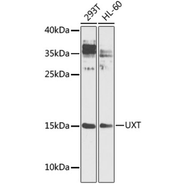 UXT Rabbit Polyclonal Antibody