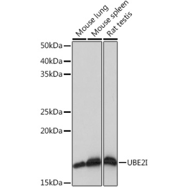 UBE2I Rabbit Monoclonal Antibody