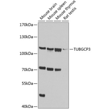 TUBGCP3 Rabbit Polyclonal Antibody