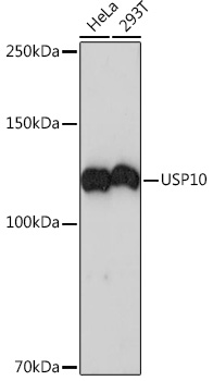 USP10 Rabbit Monoclonal Antibody