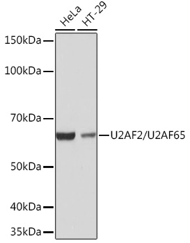 U2AF2/U2AF65 Rabbit Monoclonal Antibody