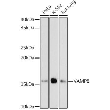 VAMP8 Rabbit Monoclonal Antibody