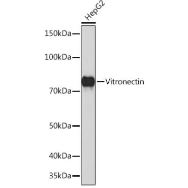 Vitronectin Rabbit Monoclonal Antibody