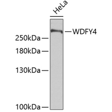 WDFY4 Rabbit Polyclonal Antibody