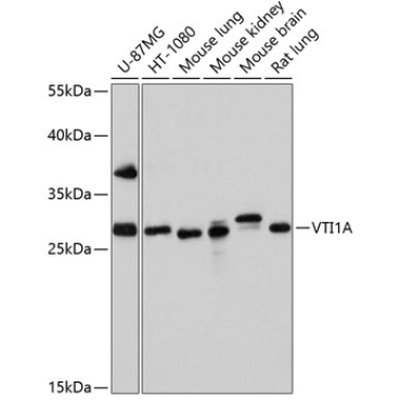 VTI1A Rabbit Polyclonal Antibody
