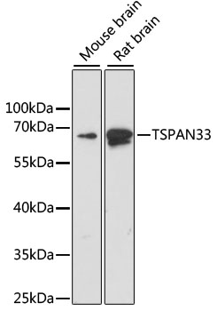 TSPAN33 Rabbit Polyclonal Antibody