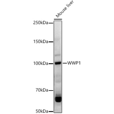 WWP1 Rabbit Polyclonal Antibody