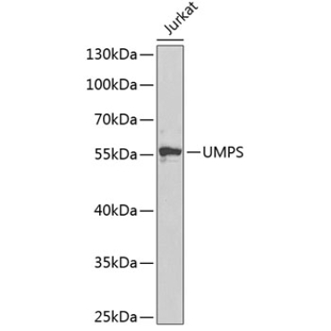 UMPS Rabbit Polyclonal Antibody