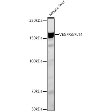 VEGFR3/FLT4 Rabbit Polyclonal Antibody