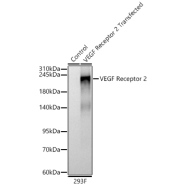 VEGF Receptor 2 Rabbit Polyclonal Antibody