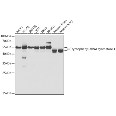 Tryptophanyl-tRNA synthetase 1 Rabbit Polyclonal Antibody