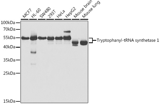 Tryptophanyl-tRNA synthetase 1 Rabbit Polyclonal Antibody