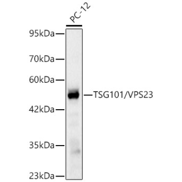 TSG101/VPS23 Rabbit Monoclonal Antibody