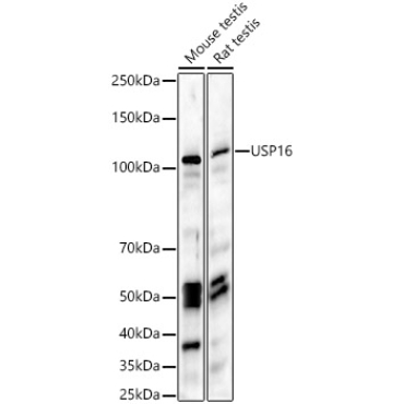 USP16 Rabbit Polyclonal Antibody