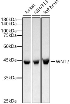 WNT2 Rabbit Polyclonal Antibody