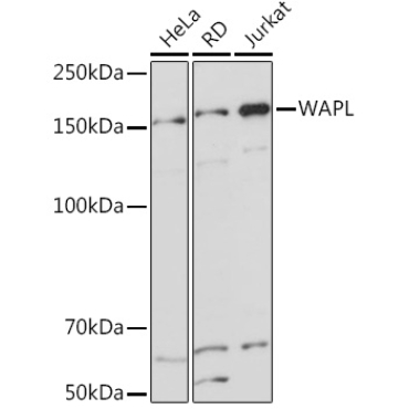 WAPL Rabbit Monoclonal Antibody