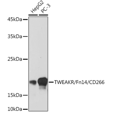 TWEAKR/Fn14/CD266 Rabbit Monoclonal Antibody