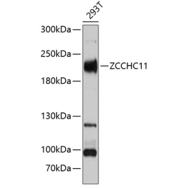 ZCCHC11 Rabbit Polyclonal Antibody