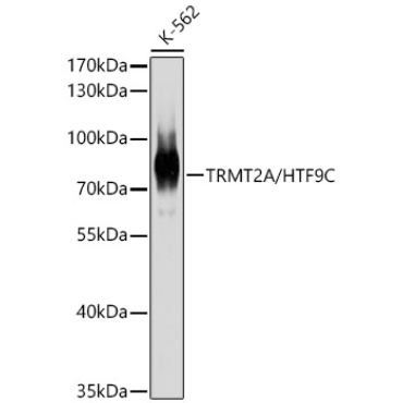 TRMT2A/HTF9C Rabbit Polyclonal Antibody