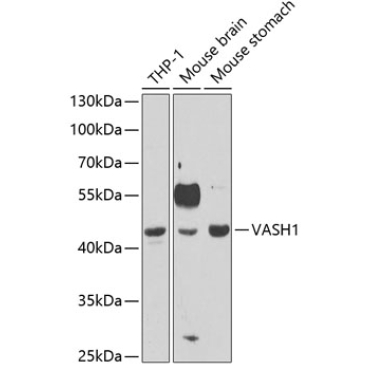 VASH1 Rabbit Polyclonal Antibody