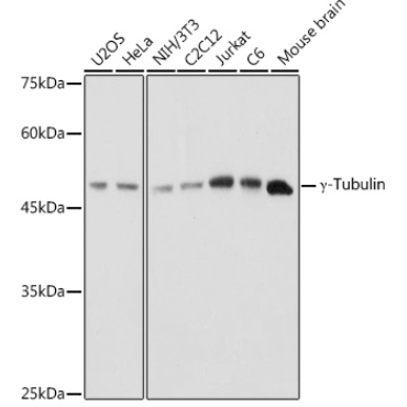 Gamma-Tubulin Rabbit Polyclonal Antibody