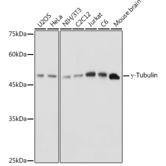Gamma-Tubulin Rabbit Polyclonal Antibody