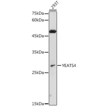 YEATS4 Rabbit Polyclonal Antibody
