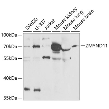 ZMYND11 Rabbit Polyclonal Antibody