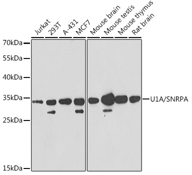 U1A/SNRPA Rabbit Polyclonal Antibody