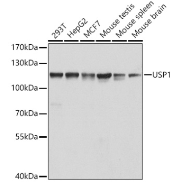 USP1 Rabbit Polyclonal Antibody