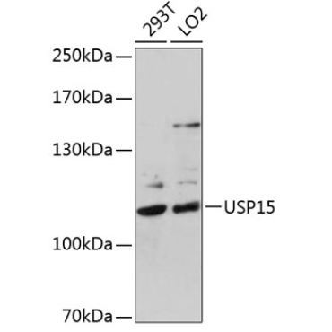 USP15 Rabbit Polyclonal Antibody
